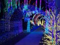 christmas lights christmas lights